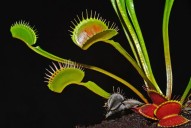 Plantas carnívoras en casa: cuidados, alimentación y curiosidades