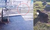 VIDEO. Indignación en La Plata: mujer arrastró a su perro atado al auto y lo dejó gravemente herido