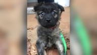 New York Dog’s DNA Test Reveals A Shocking Family Secret That Brings Tears