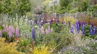 The Low-Maintenance Flowering Plant That Naturally Boosts Soil Health