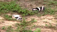 Odisha’s Gopalpur gangrape trial mirrors Nirbhaya case; 3 juveniles to be tried as adults