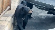 'That's our food!': Bears steal from car as family watches in disbelief