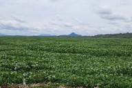Como “vacilada”, califican el retiro del lirio acuático de la presa Endhó, en Tula