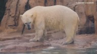 Saint Louis Zoo says goodbye to beloved polar bear soon