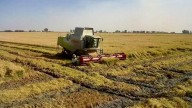 Apag Asaja afirma que los bajos precios ponen en riesgo la supervivencia del arroz en Extremadura