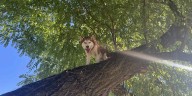 FWACC rescues husky stuck in tree