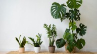 Qué planta deberías tener en tu habitación según tu mes de nacimiento