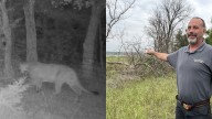 Kansas mountain lions are returning. Here's what to know