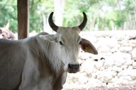 Hay 67 nuevos casos de gusano barrenador