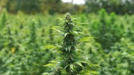 Battle over hemp and what's legal and what's not