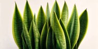 ¿Cuál es el secreto detrás de poner sal de grano en la tierra de la lengua de suegra? La IA revela beneficios y riesgos