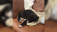 Georgia Foster Parents Took A Dog To A Vet Because He Was ‘Malnourished’ Only To Learn The Shocking Truth