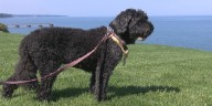 Drone operator locates family’s 15-year-old deaf dog after 27 hours missing