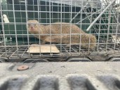 Invasive mongoose captured at Kauai boat harbor