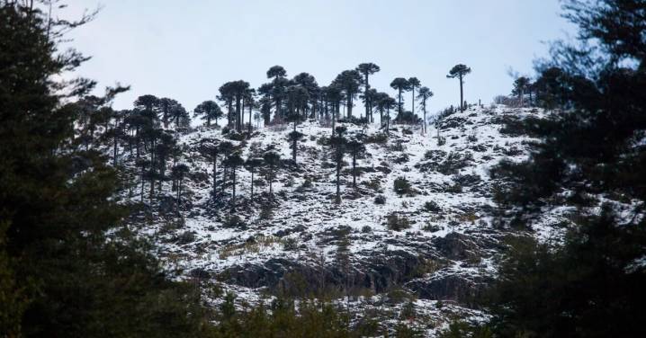 Presidente Boric nombra a Aarón Cavieres como el primer director nacional del Servicio de Biodiversidad y Áreas Protegidas