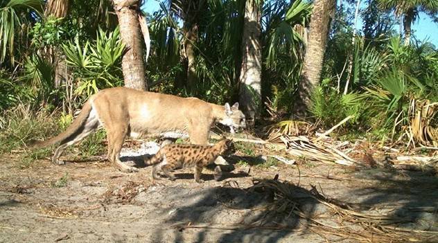 Florida Panther Conservation Program Secures Key Habitat, Rewards Landowners