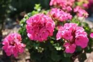 How to successfully overwinter geraniums