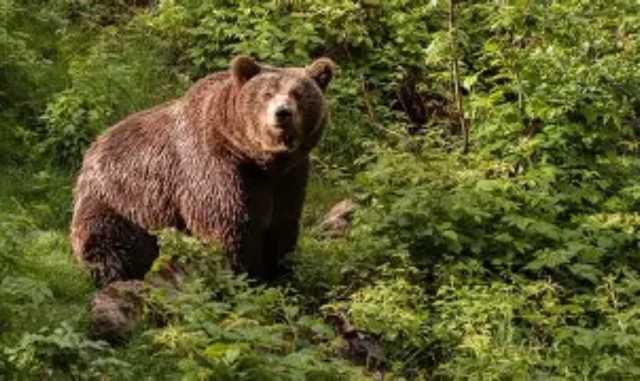 Woman Critical in Bear Attack in Nuapada