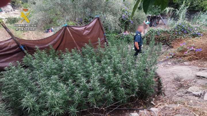 Localizan 513 plantas de marihuana en una parcela de San José del Valle dedicada a la huerta