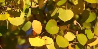 Why late leaf changes may affect fall tourism in northern Arizona