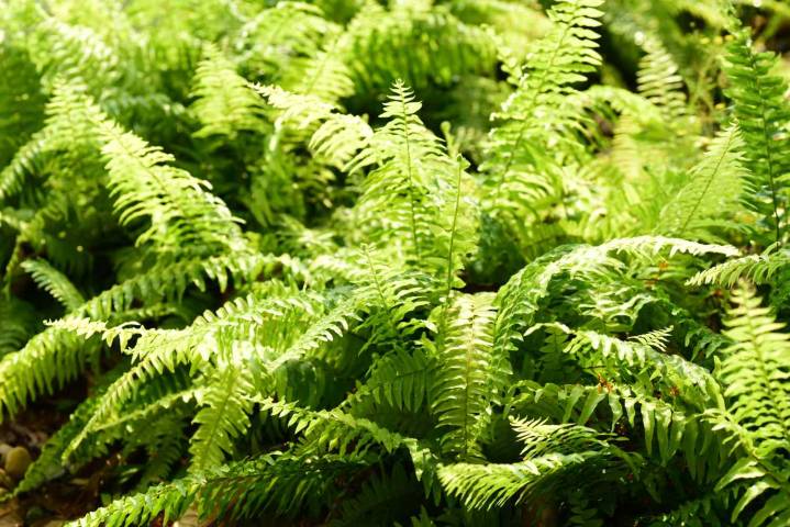 When to Cut Back Ferns for a Healthier Plant Come Spring