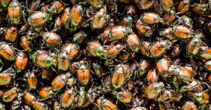 County making progress on Japanese Beetle eradication