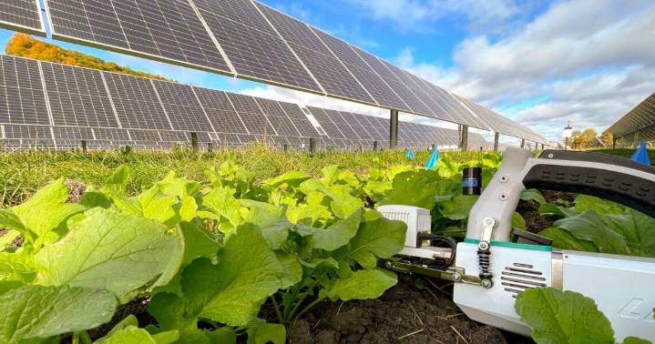 Cornell: Solar farm shade in the fall reduces radish and radicchio yields