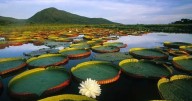 La Amazonia sigue bajo amenaza: Indígenas reclaman inclusión en la protección de sus pueblos