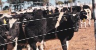 Feedlot de Holando Argentino: recría y engorde con 1,250 kg diarios y carne premium