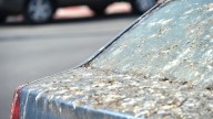 Ni con agua ni con alcohol: el sencillo truco para limpiar las heces de los pájaros de tu coche y quede impoluto