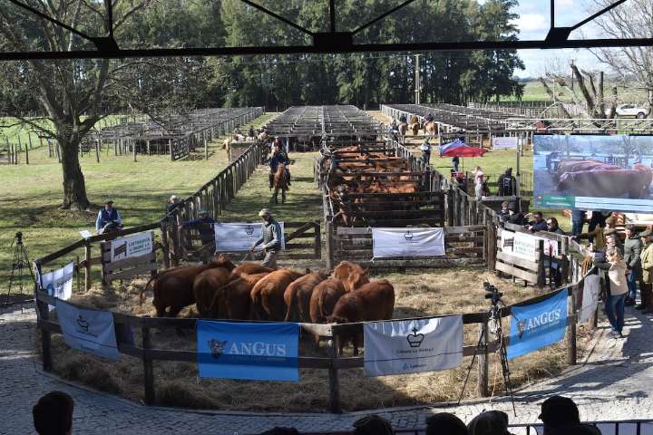 Remate. La emblemática cabaña del grupo Ledesma subastó toros y vaquillonas