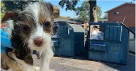 'Little angel' puppy found in plastic bag in Richmond dumpster dies: 'Horrific act of cruelty'