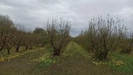 Somontano plantea la petición de zona catastrófica para los pueblos afectados por el pedrisco