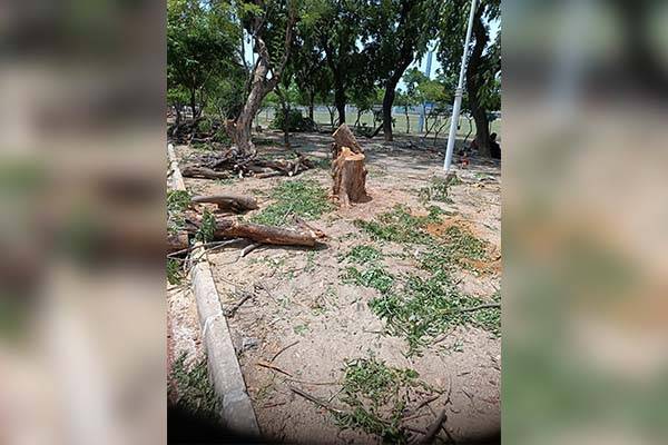 Del ramajeo a la poda, y de la  poda a la tala de árboles en el  Polideportivo de Santa Marta