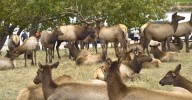 Reasons Why Colorado's Elk Herds Draw Big Crowds Each Autumn