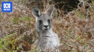 Starving wallabies at The Briars spark urgent Mornington Peninsula Shire council meeting