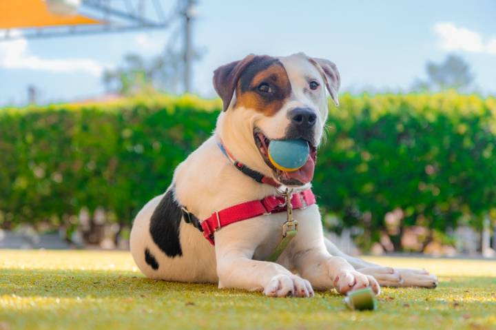 Four-legged hero at Animal Humane New Mexico saves animal in need
