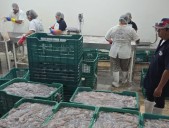 Hay crisis en el sector pesquero en Yucatán