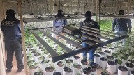 Cae célula delictiva dedicada a invernaderos de marihuana en tres alcaldías de la CDMX