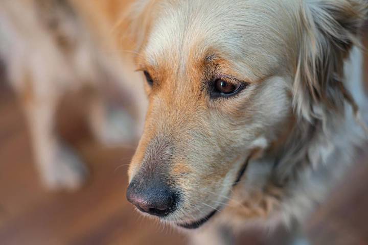 Golden Retriever's Response to Being Told Off Melts Hearts 