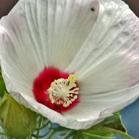 Native plants that can survive Maryland summers