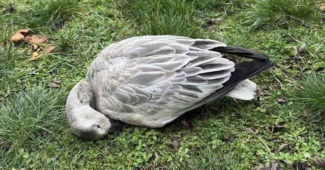 Confirmed cases of Avian Flu in Oliver