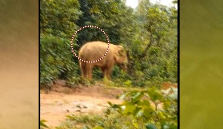 Elephant with ‘gunshot wound’ spotted in Telkoi forest in Odisha, locals express concerns