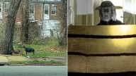 Missouri Mama Dog Hiding In An Abandoned House Leaves Rescuers Stunned By What They Find Upstairs