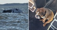 2 people, dog rescued after boat sinks in Baltimore County river