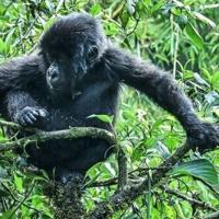 Overcrowding kills infant gorillas in Rwanda habitat