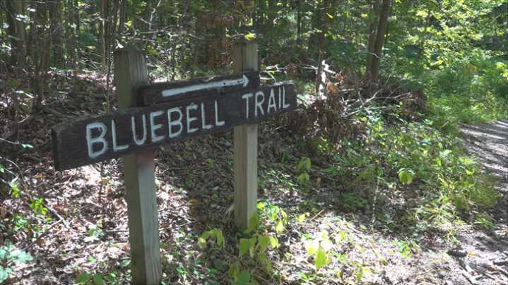 Repair plans for Bluebell Trail in Poland raise concerns