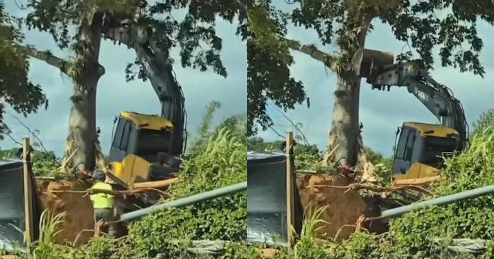 Indignación en Aguas Buenas por derribo de árbol de Ceiba