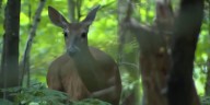 Chronic Wasting Disease spreading in Louisiana, what officials are doing