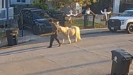 Disabled pony stolen from north Houston property